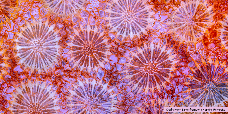 Microscopy News February