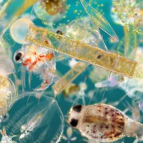 Microplastics in the Marine Environment